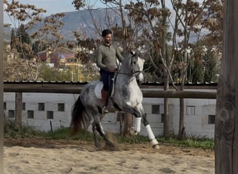 PRE Mix, Hengst, 5 Jaar, 167 cm, Schimmel