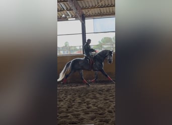 PRE Mix, Hengst, 5 Jaar, 167 cm, Schimmel
