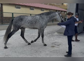 PRE Mix, Hengst, 5 Jaar, 167 cm, Schimmel