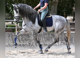 PRE Mix, Hengst, 5 Jaar, 167 cm, Schimmel