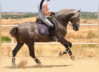 PRE Mix, Hengst, 5 Jaar, 167 cm, Schimmel
