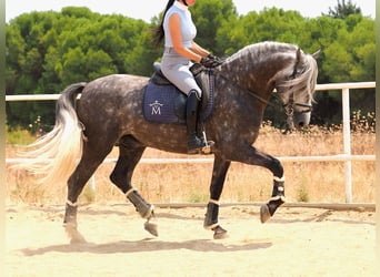 PRE Mix, Hengst, 5 Jaar, 167 cm, Schimmel