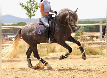 PRE Mix, Hengst, 5 Jaar, 167 cm, Schimmel