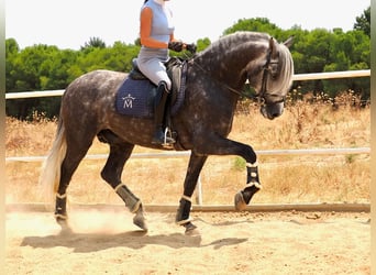 PRE Mix, Hengst, 5 Jaar, 167 cm, Schimmel