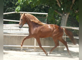PRE Mix, Hengst, 5 Jaar, 167 cm, Vos