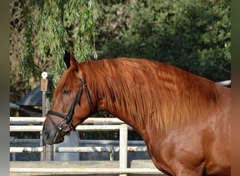 PRE Mix, Hengst, 5 Jaar, 167 cm, Vos
