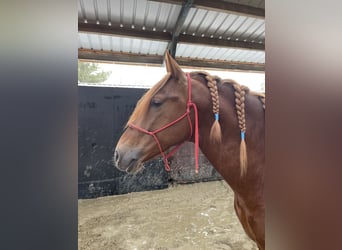PRE Mix, Hengst, 5 Jaar, 167 cm, Vos