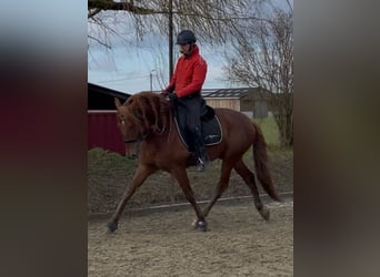 PRE Mix, Hengst, 5 Jaar, 167 cm, Vos