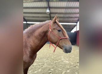 PRE Mix, Hengst, 5 Jaar, 167 cm, Vos