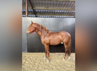 PRE Mix, Hengst, 5 Jaar, 167 cm, Vos