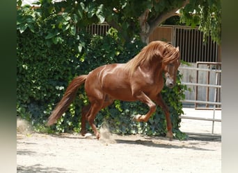 PRE Mix, Hengst, 5 Jaar, 167 cm, Vos