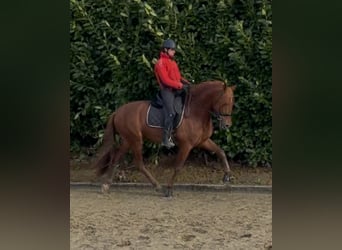 PRE Mix, Hengst, 5 Jaar, 167 cm, Vos
