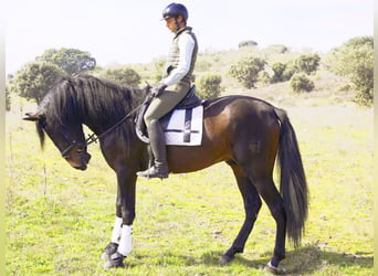 PRE, Hengst, 5 Jaar, 168 cm, Donkerbruin