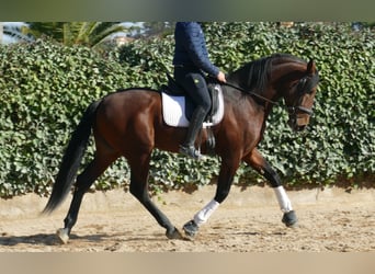 PRE Mix, Hengst, 5 Jaar, 168 cm, Donkerbruin
