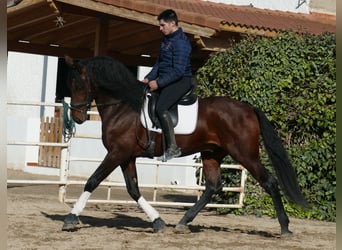 PRE Mix, Hengst, 5 Jaar, 168 cm, Donkerbruin