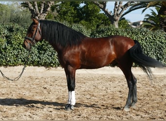 PRE Mix, Hengst, 5 Jaar, 168 cm, Donkerbruin