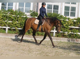 PRE, Hengst, 5 Jaar, 168 cm, Falbe