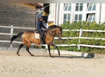 PRE, Hengst, 5 Jaar, 168 cm, Falbe