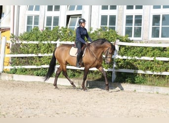 PRE, Hengst, 5 Jaar, 168 cm, Falbe