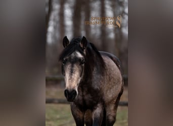 PRE, Hengst, 5 Jaar, 168 cm, Falbe