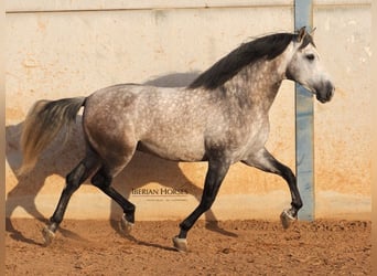 PRE Mix, Hengst, 5 Jaar, 168 cm, Schimmel