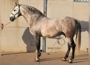 PRE Mix, Hengst, 5 Jaar, 168 cm, Schimmel