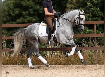 PRE Mix, Hengst, 5 Jaar, 168 cm, Schimmel