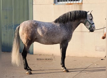 PRE Mix, Hengst, 5 Jaar, 168 cm, Schimmel