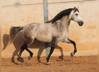 PRE Mix, Hengst, 5 Jaar, 168 cm, Schimmel