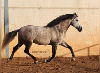PRE Mix, Hengst, 5 Jaar, 168 cm, Schimmel