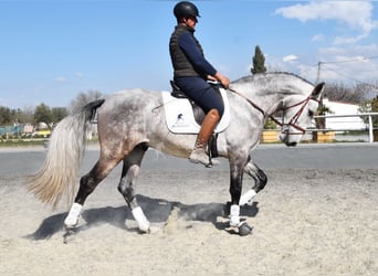 PRE Mix, Hengst, 5 Jaar, 168 cm, Schimmel