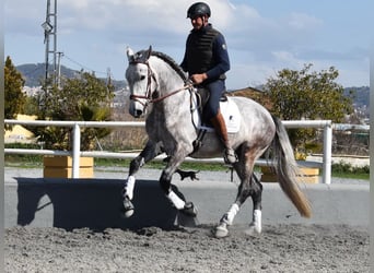 PRE Mix, Hengst, 5 Jaar, 168 cm, Schimmel