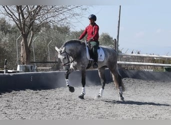 PRE Mix, Hengst, 5 Jaar, 168 cm, Schimmel