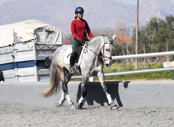 PRE Mix, Hengst, 5 Jaar, 168 cm, Schimmel