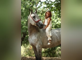 PRE Mix, Hengst, 5 Jaar, 168 cm, Schimmel