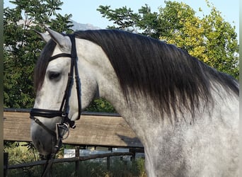 PRE Mix, Hengst, 5 Jaar, 169 cm, Schimmel