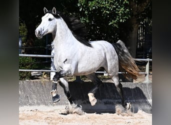 PRE Mix, Hengst, 5 Jaar, 169 cm, Schimmel