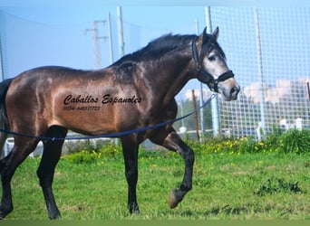 PRE Mix, Hengst, 5 Jaar, 170 cm, Brown Falb schimmel