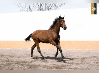 PRE, Hengst, 5 Jaar, 170 cm, Bruin