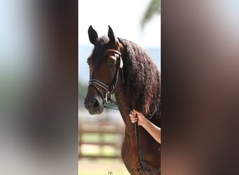 PRE Mix, Hengst, 5 Jaar, 170 cm, Bruin