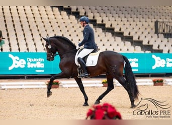 PRE Mix, Hengst, 5 Jaar, 170 cm, Bruin