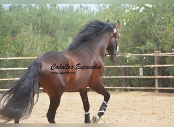 PRE Mix, Hengst, 5 Jaar, 170 cm, Bruin