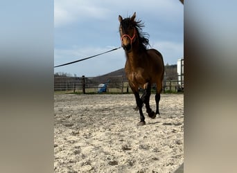 PRE Mix, Hengst, 5 Jaar, 170 cm, Falbe