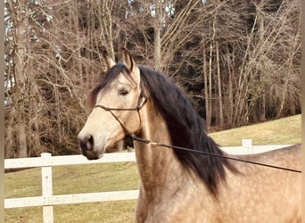 PRE, Hengst, 5 Jaar, 170 cm, Falbe