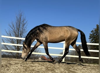 PRE, Hengst, 5 Jaar, 170 cm, Falbe