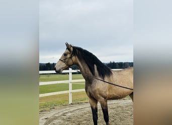 PRE, Hengst, 5 Jaar, 170 cm, Falbe