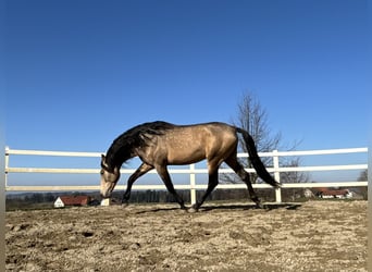 PRE, Hengst, 5 Jaar, 170 cm, Falbe