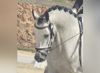 PRE, Hengst, 5 Jaar, 170 cm, Schimmel