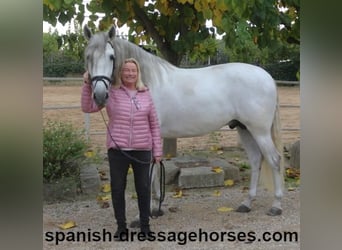 PRE, Hengst, 5 Jaar, 170 cm, Schimmel