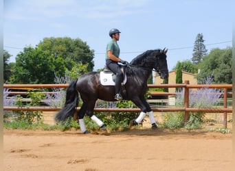 PRE Mix, Hengst, 5 Jaar, 170 cm, Zwart
